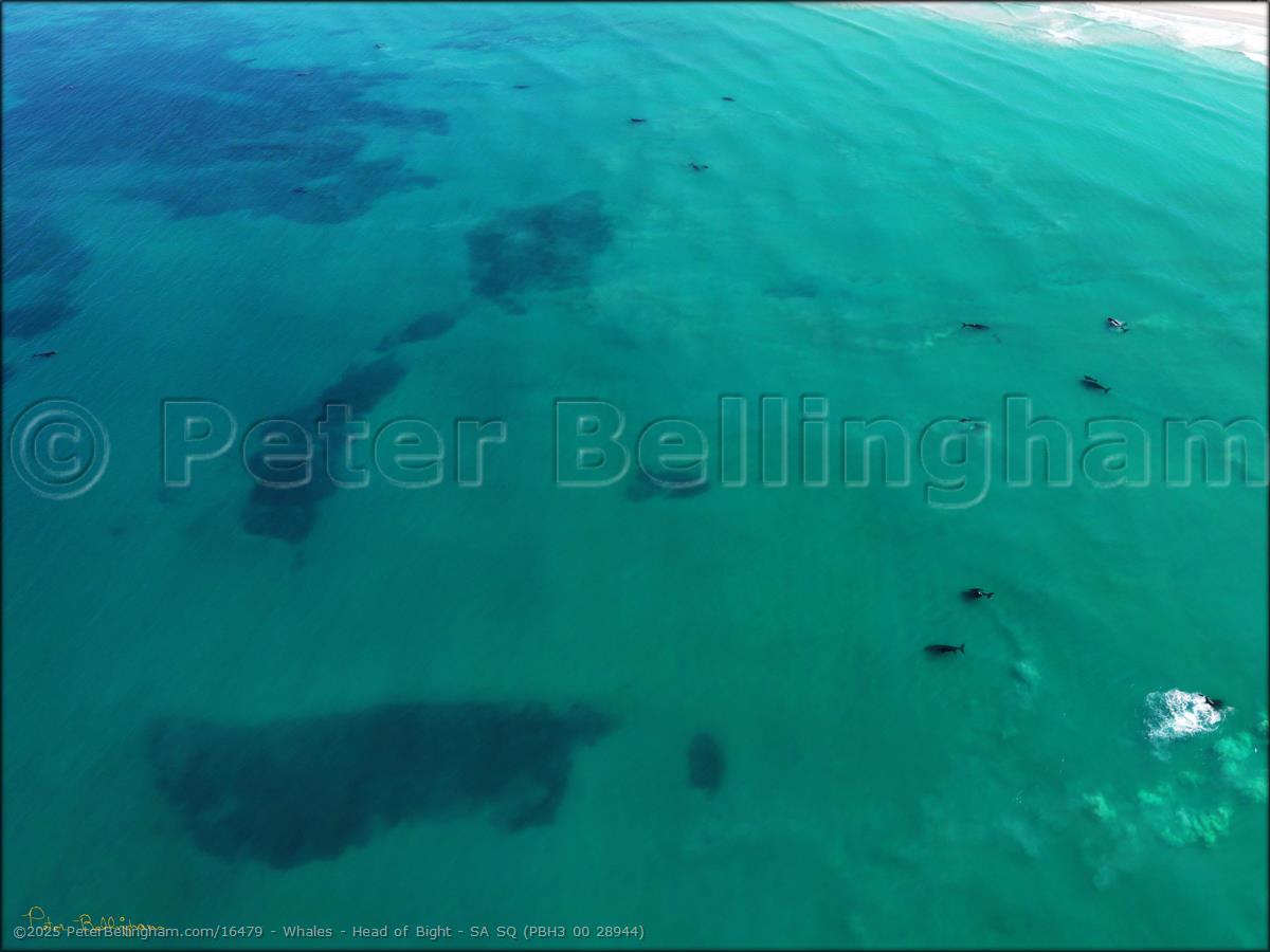 Peter Bellingham Photography Whales - Head of Bight - SA SQ (PBH3 00 28944)